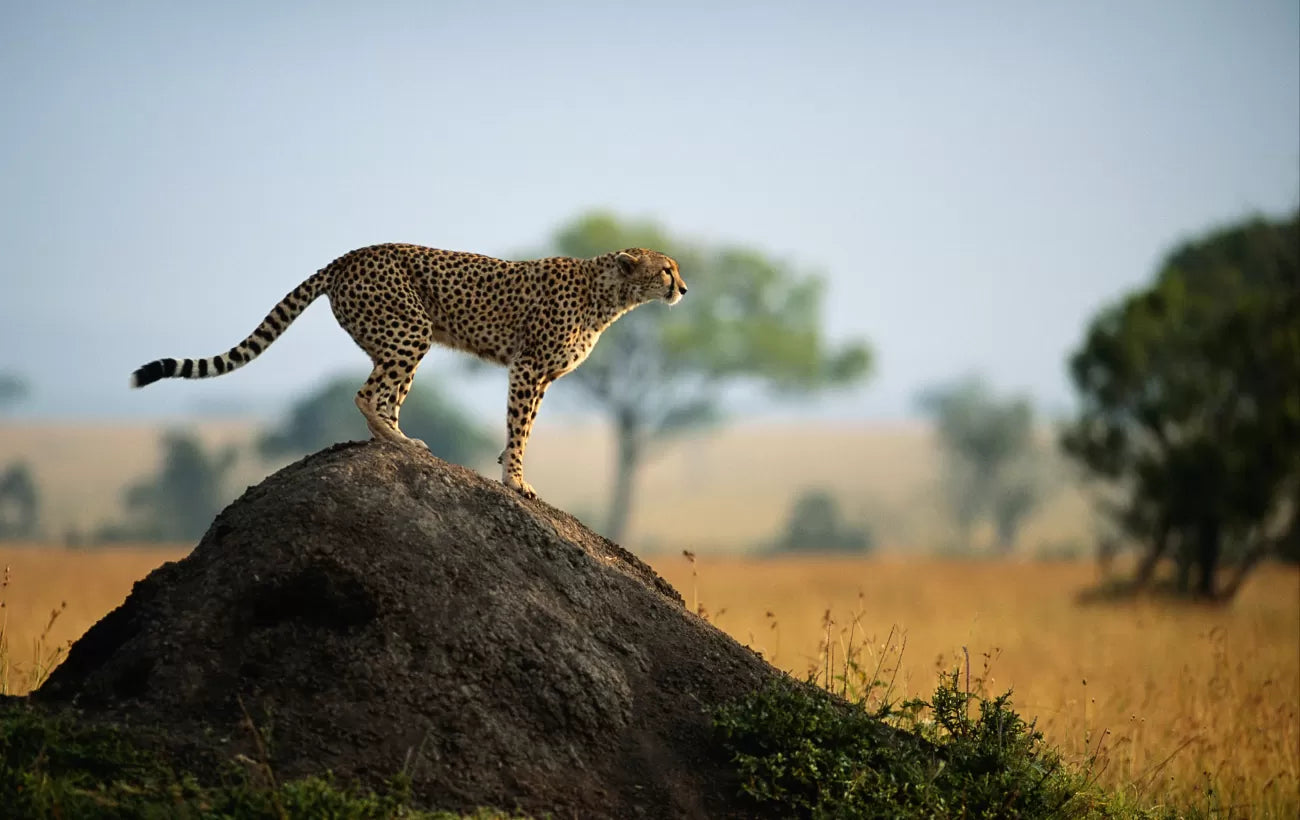 Tugela Travel and Tours